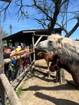 ZOO (17)