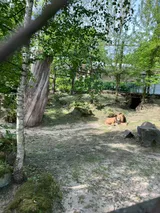 zoo (47)