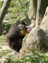 zoo (49)
