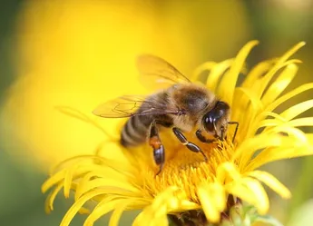 Světový den včel