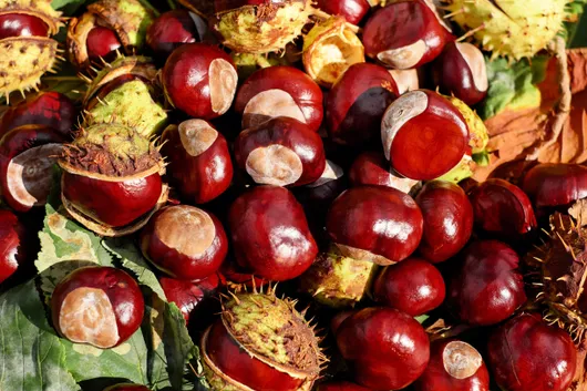 couleur-chestnut-1710430