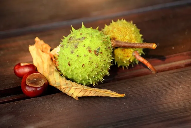 chestnuts-3663418_640