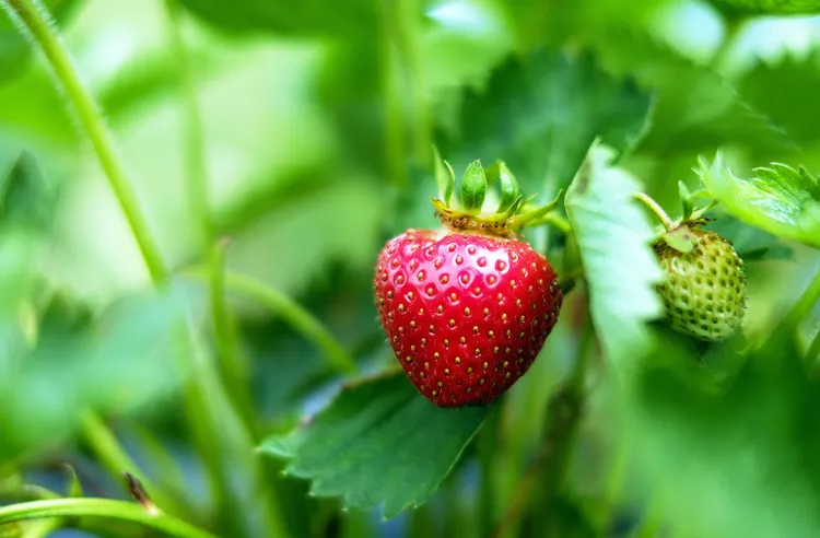 couleur-strawberries-1453352