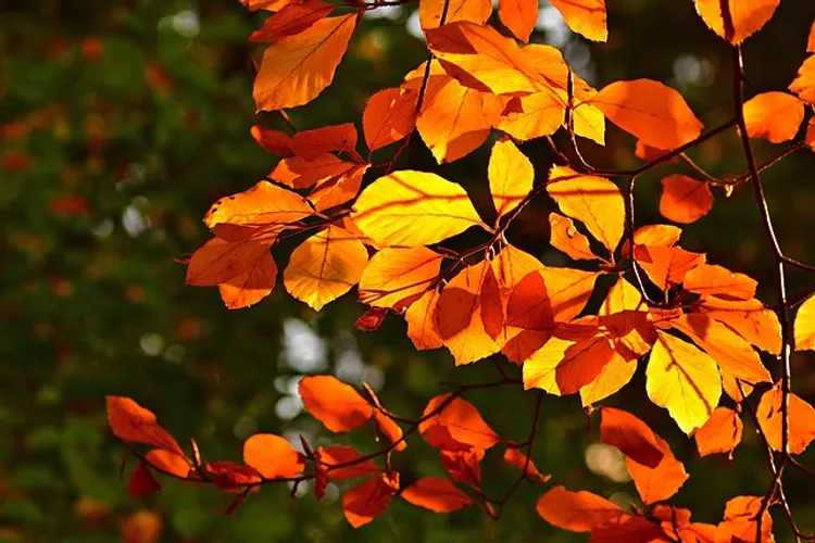 fall-4564168_640