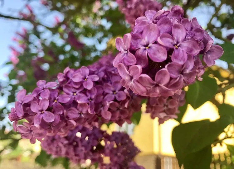 lilac-3377503_640