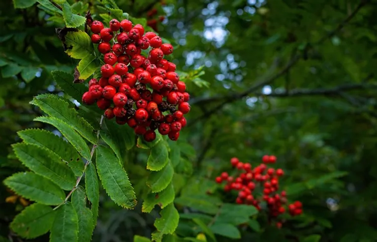 rowan-7452592_640