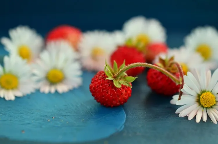 strawberries-800521_640